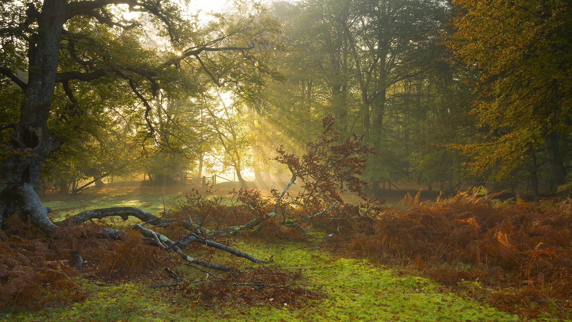 开云体育官网-哈利伯顿关键进球定乾坤，雄鹿主场力克猛龙