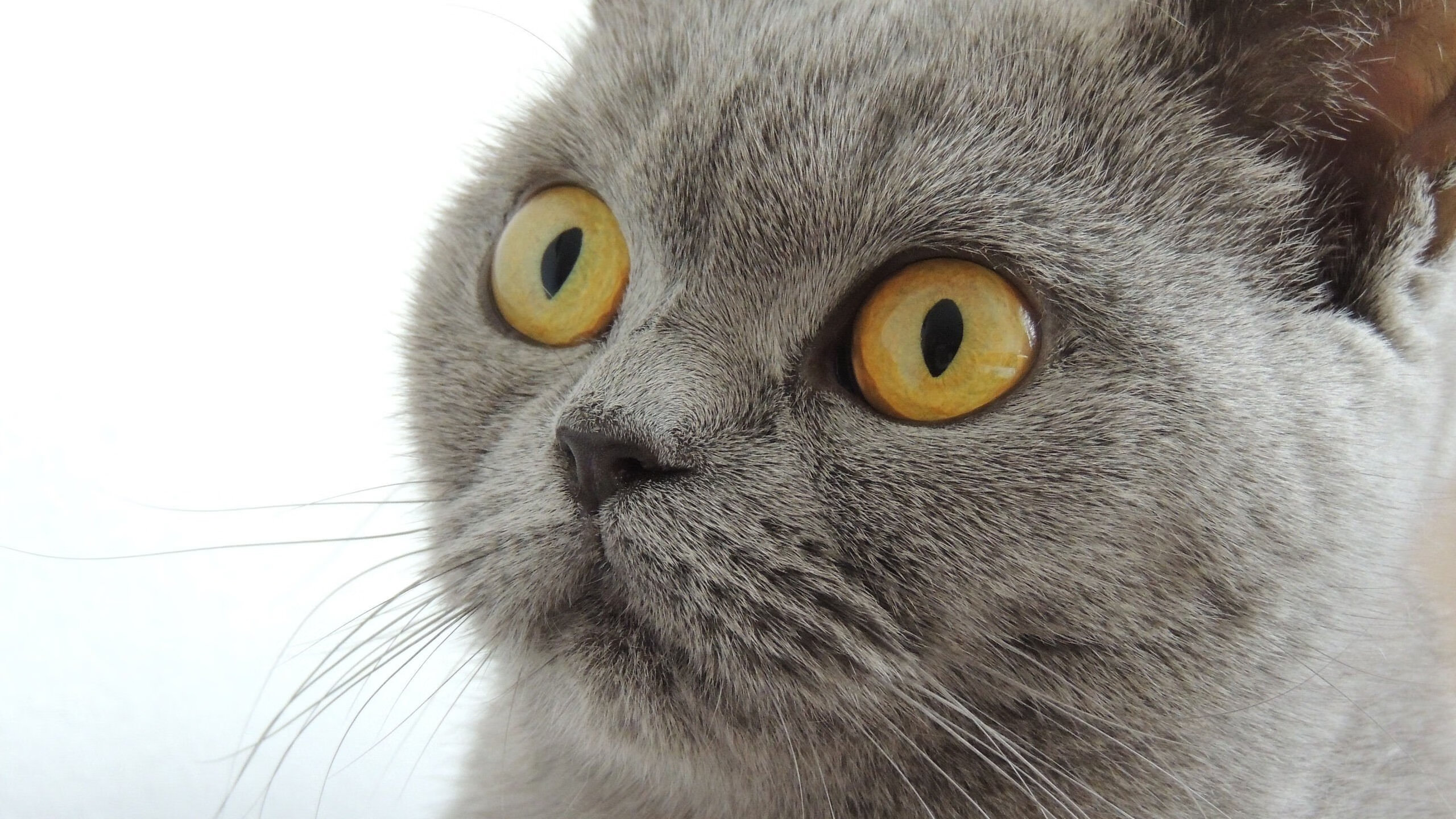 孤星闪耀时,团队意志的绝杀诗篇,久保建英的独角戏与奥地利的团队凯歌