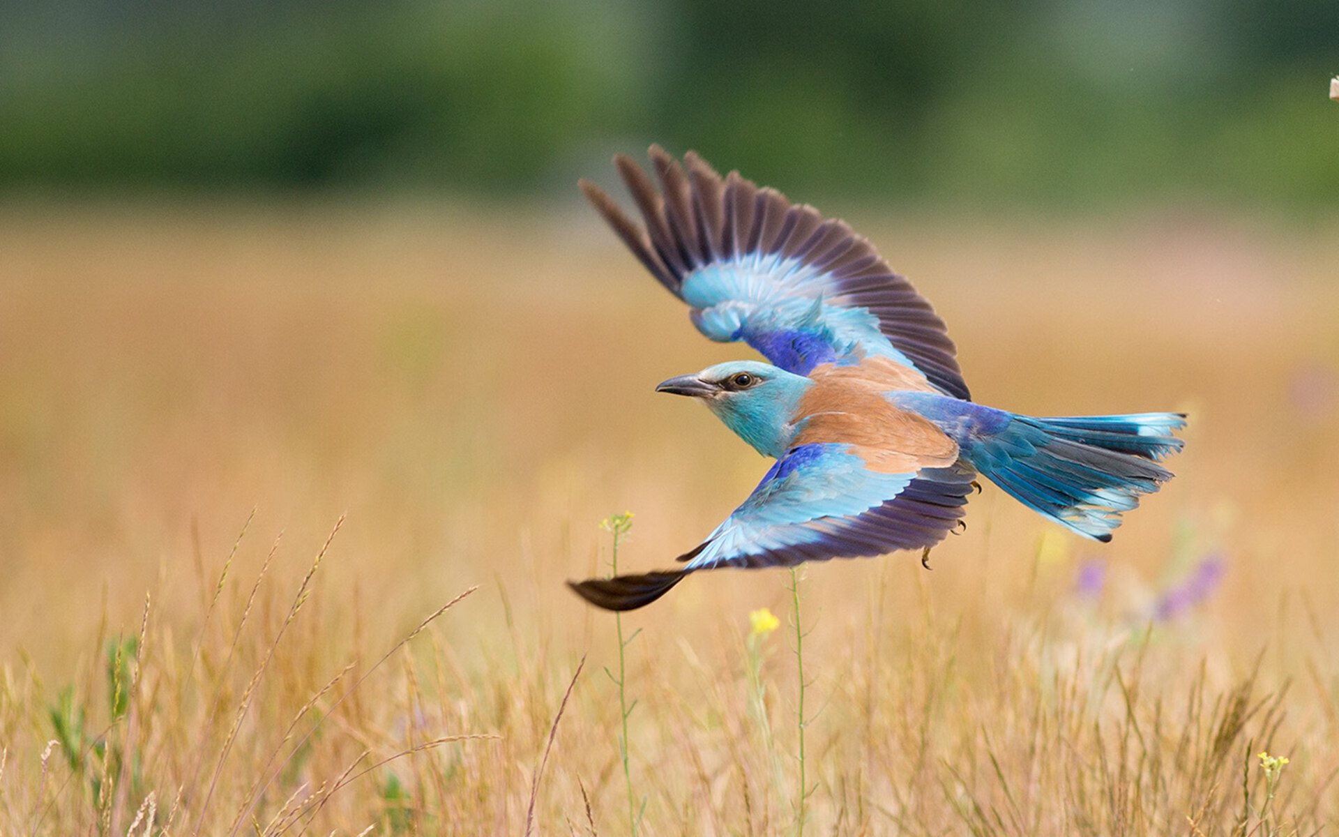 越过群山,总决赛之夜与字母哥的名字如何刻入永恒