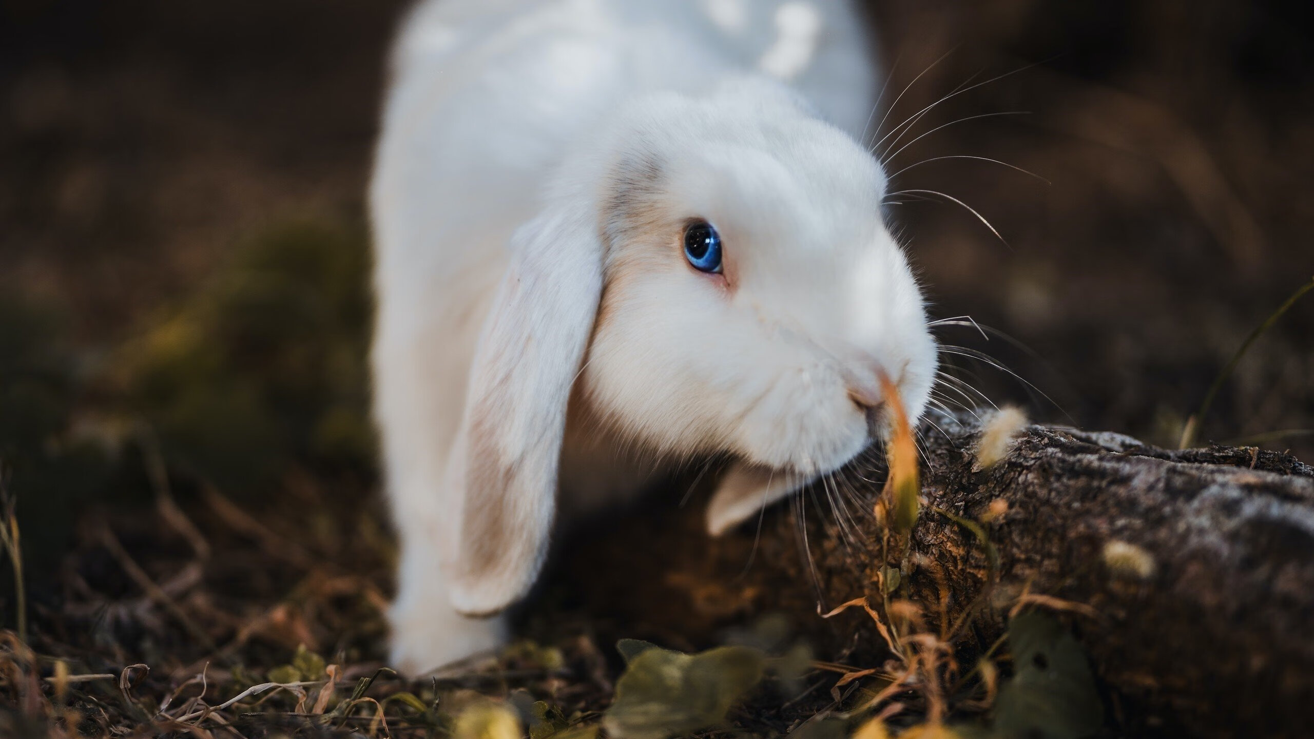 帕尔默的权杖，一场由单核意志谱写的征服史诗—记加纳踏平加拿大之夜