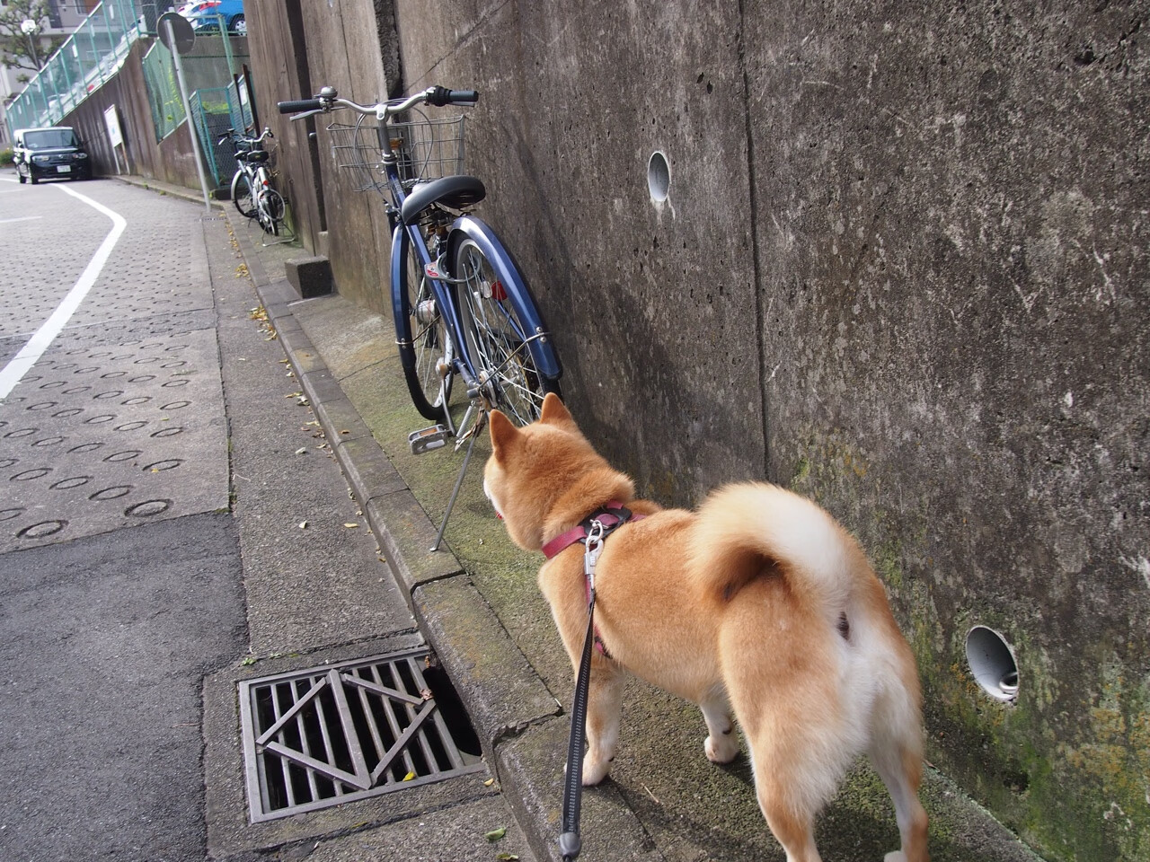 下载-绝杀之夜！斯通斯独造三球，瑞典压哨逆转喀麦隆