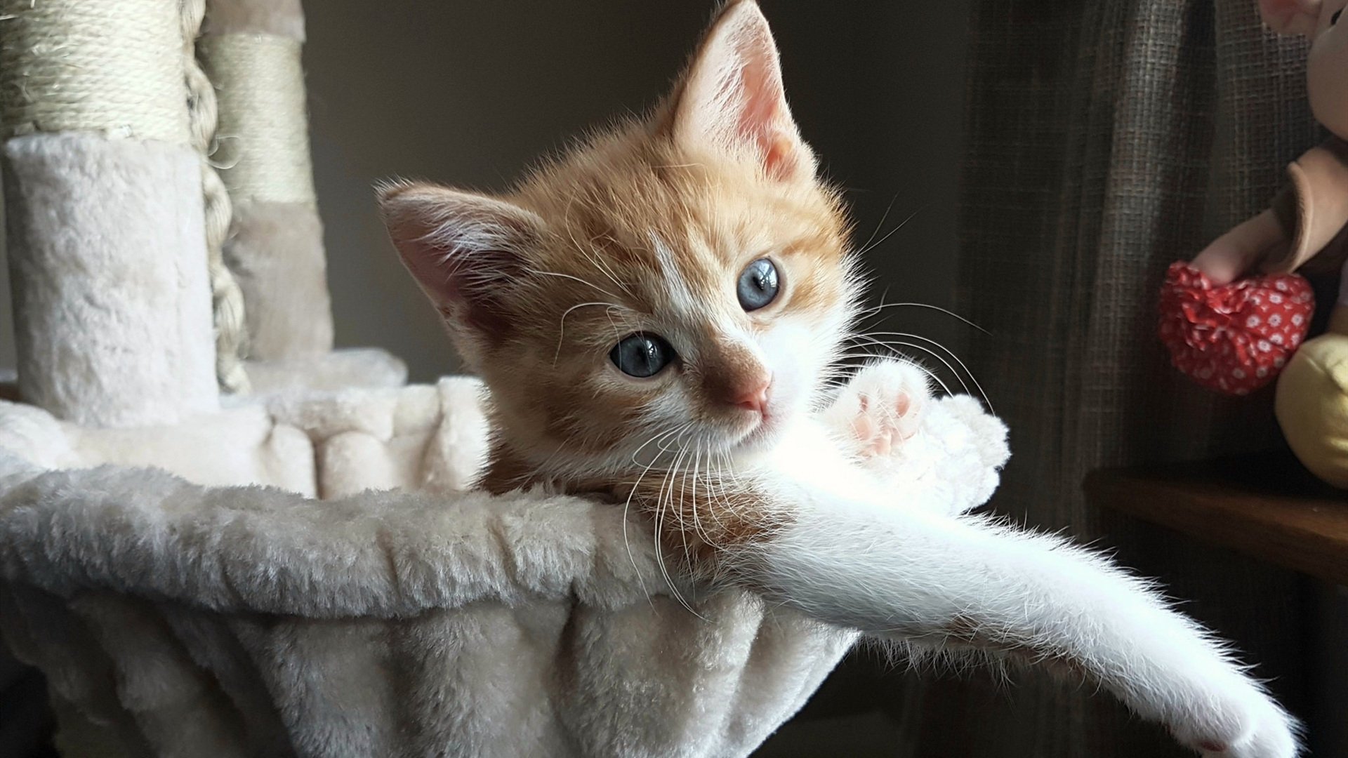 高墙之下，悬念焚毁，库尔图瓦只手扼杀奥地利狂想