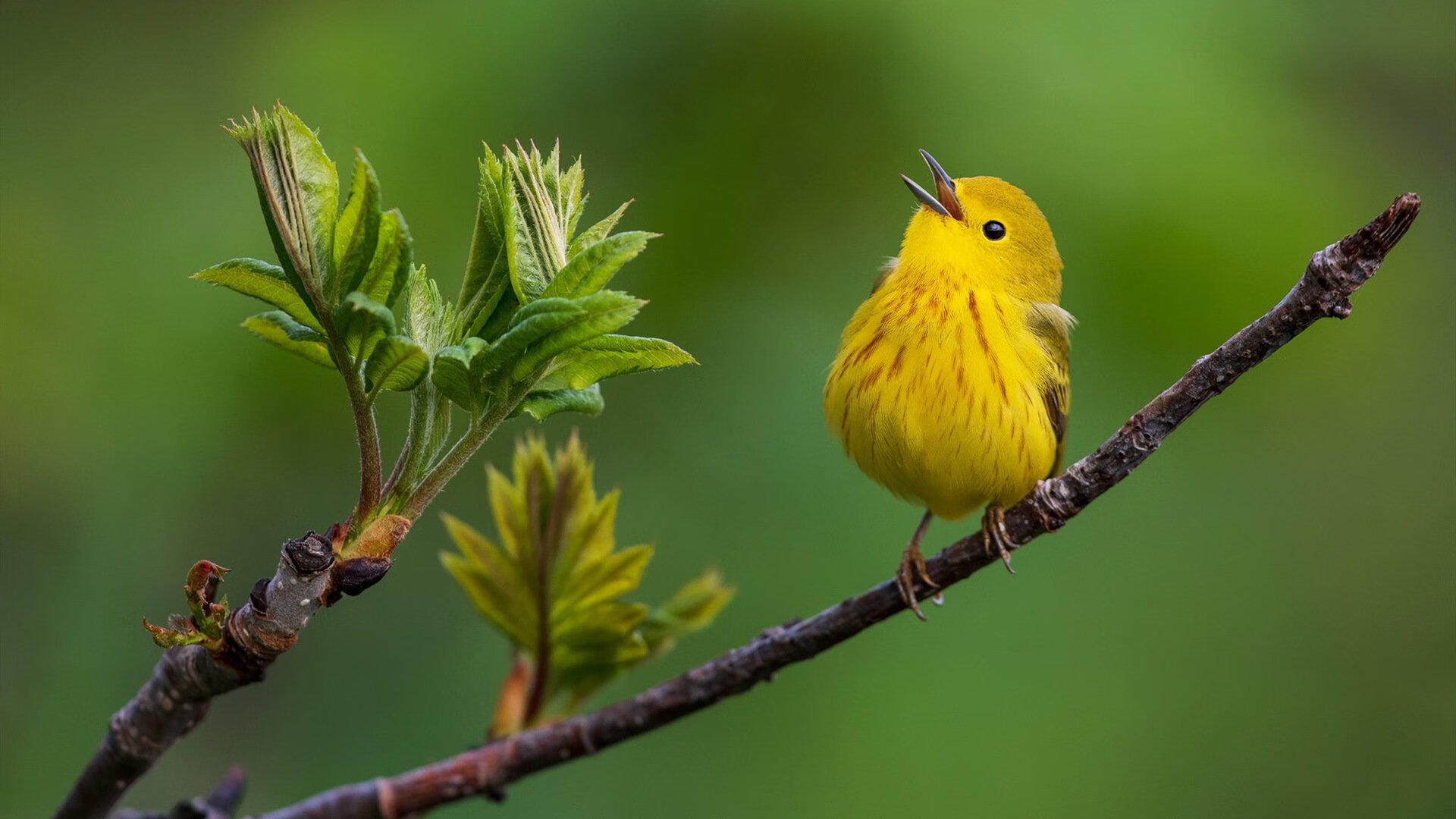 体育平台APP-当雷霆的秒针停在0.1秒，文班亚马在F1引擎轰鸣中接管了巴黎的夜