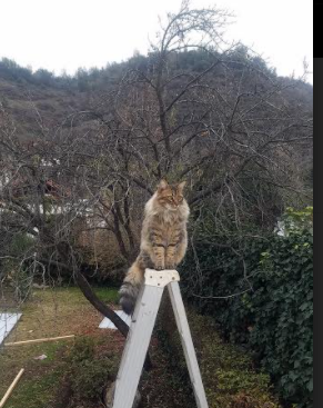 红布与公牛，欧冠暗夜中，加维如何成为被追逐的火焰